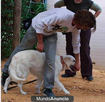 Adiestrador de Perros a Domicilio