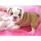 Bulldog Inglés cachorros - mejor precio | unprecio.es