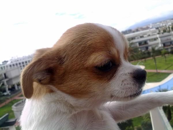 chihuahua blanca con manchas marrones