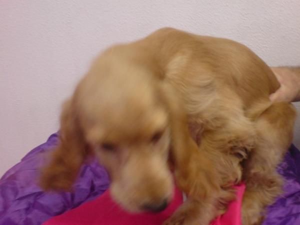 Cocker spaneil, perros, cachorros, criadero, venta.   Preciosa camada, se entrega a partir de los 2 meses. Somos un cria