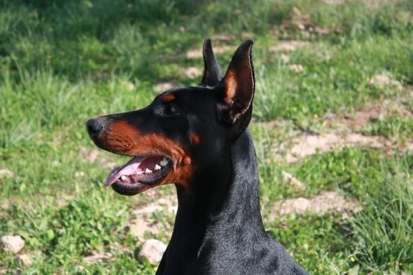 Dobermann Eternal Flame