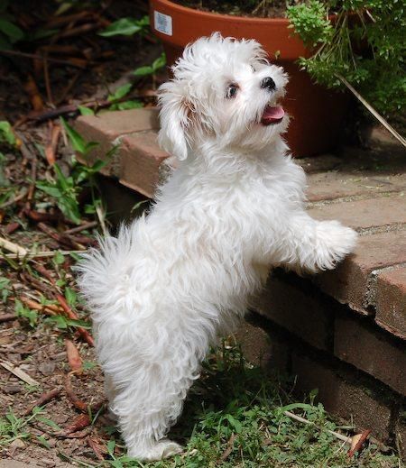 Ejemplares de Bichon maltes de primera calidad