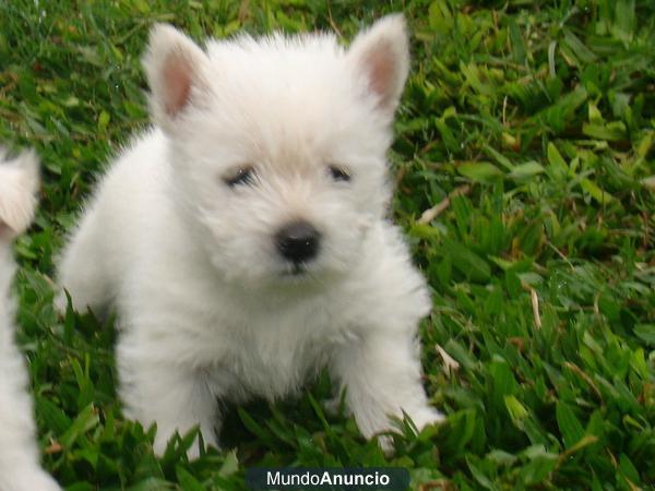 nuevos westy de 2 mesecillos con pedigree