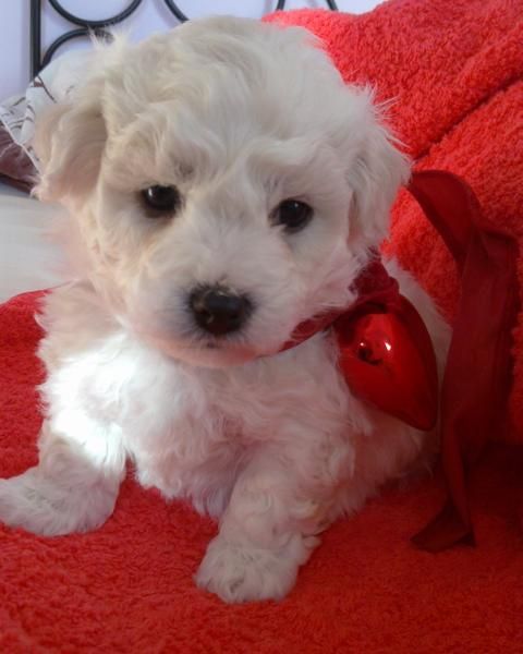 Venta de Bichon Frise especial dia de los enamorados