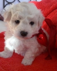 Venta de Bichon Frise especial dia de los enamorados - mejor precio | unprecio.es