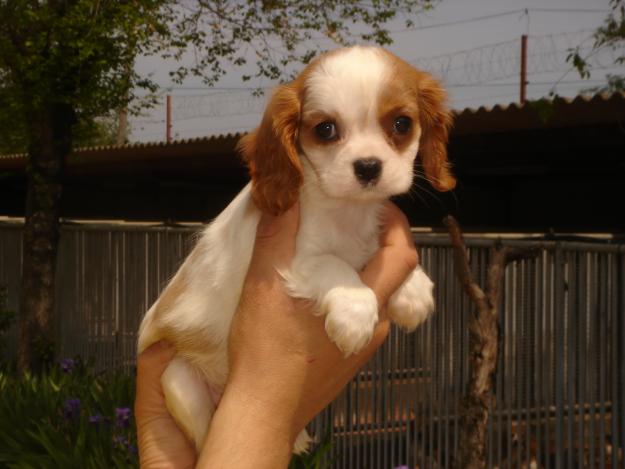 CACHORROS CAVALIER KING CHARLES