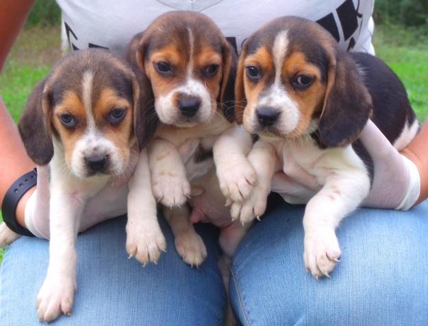 CACHORROS DE BEAGLE