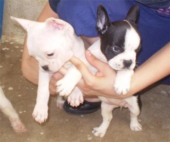 Cachorros de bulldog frances