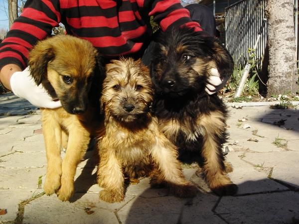 CACHORROS DE GOS D'ATURA 450