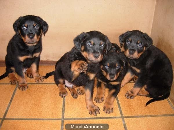 Cachorros rottweiler 300 euros