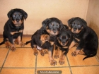 Cachorros rottweiler 300 euros - mejor precio | unprecio.es