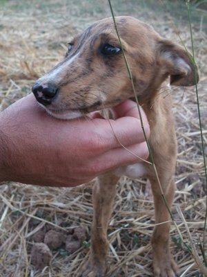 CANELA y FOSQUI, cachorras cruce de galgo - SOS ACOGIDA