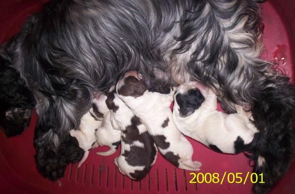 cocker cachorros azul ruanos