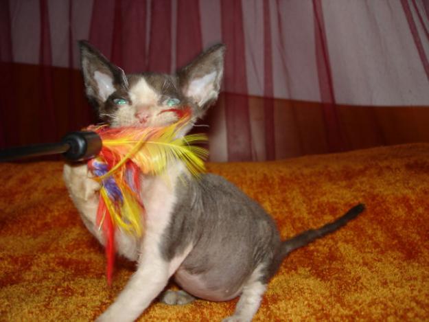 Disponible Devon Rex