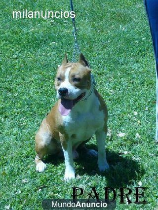 MAGNIFICA CAMADA AMERCAN STAFFORDSHIRE TERRIER