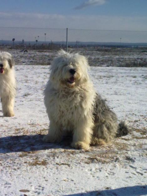 SE OFRECE BOBTAIL MACHO PARA MONTAS