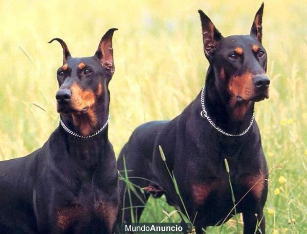 *** doberman ***