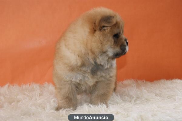 ADORABLES CHOW CHOW ROJOS Y BLANCOS PARA ENTREGAR