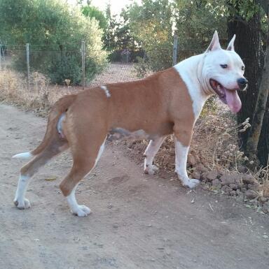 AMERICAN STANFORD...CRIADERO STANHERRIZ.....