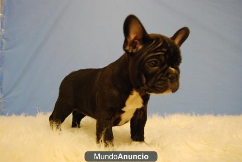 Bulldog Frances cachorritos con pedigree de raza