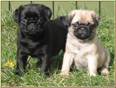 Cachorritos de Carlino Pug