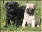 Cachorritos de Carlino Pug - mejor precio | unprecio.es