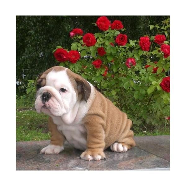 cachorros bulldog inglese 195