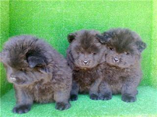 Cachorros Chow Chow