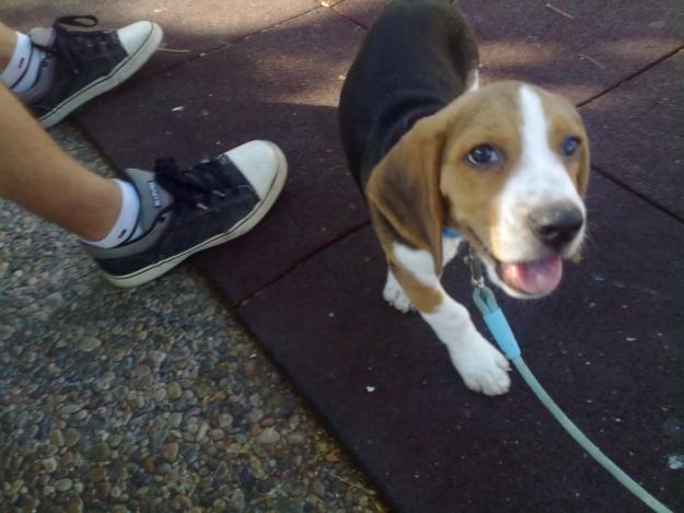 precioso beagle tricolor muy cariñoso y jugueton