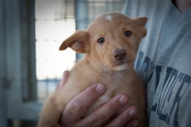 Buddy tiene solo dos meses y corre mucho peligro en la calle