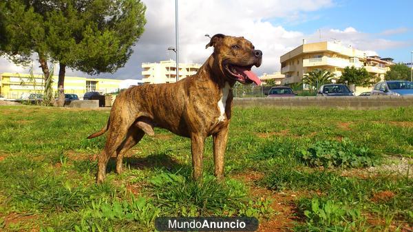 Busco hembra para stanford