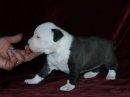 CACHORROS AMERICAN STAFFORDSHIRE TERRIER