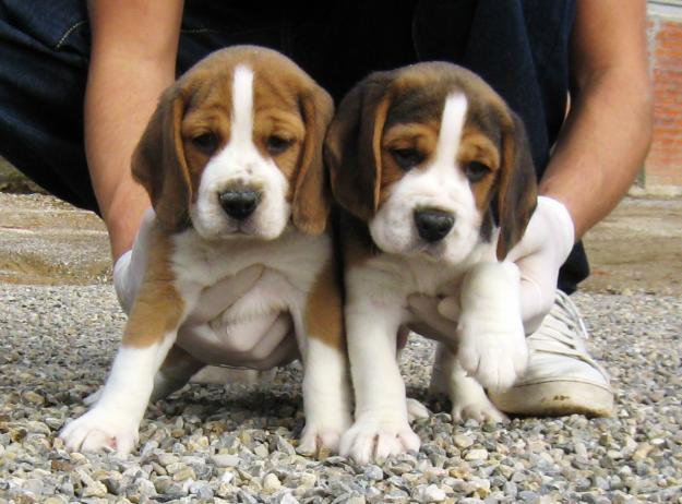 camada de beagle 250€