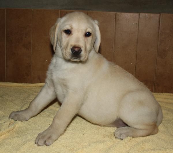 Espectaculares cachorros de Labrador con pedigree