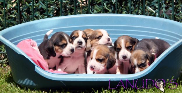 Excelente camada beagle tricolor