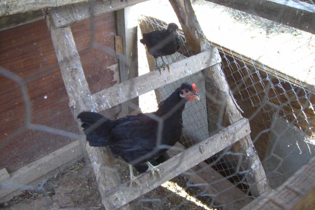 pareja gallinas americanas 3 meses