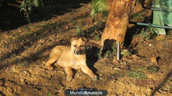 regalo cachorra abandonada