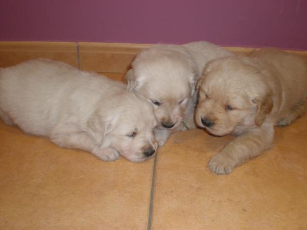 Se venden cachorros golden retriever con pedigree