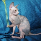 Sphynx, gatOS sphynx, sin pelo - mejor precio | unprecio.es