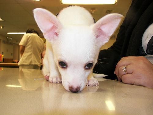 Ultimos cachorros chihuahua - Malaga