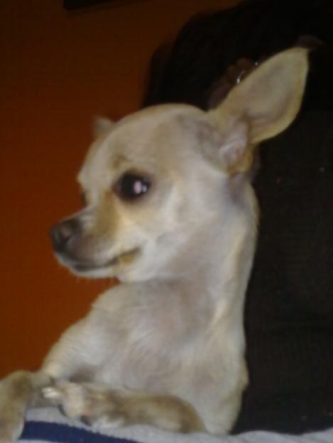 Chiuahua mini(hembra) de 900 gr(3años) busca macho de peso inferior o similar