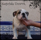 Disponibles cachorros de bulldog ingles. - mejor precio | unprecio.es