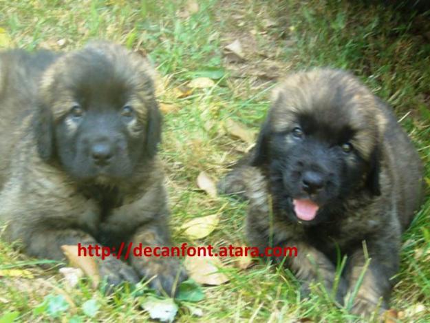 espectaculares cachorros de Leonberger