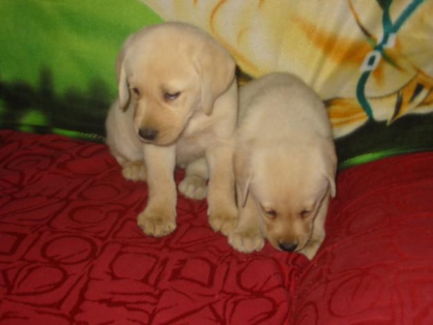 Labradores retriever,cachorros,machos y hembras color dorado.