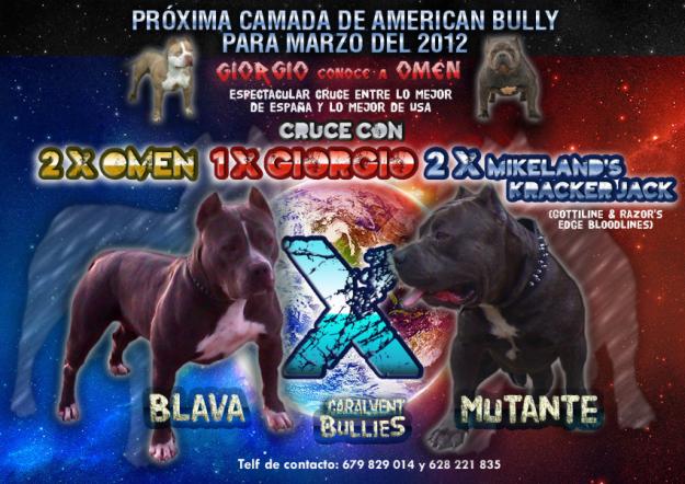 PROXIMA CAMADA DE AMERICAN BULLY