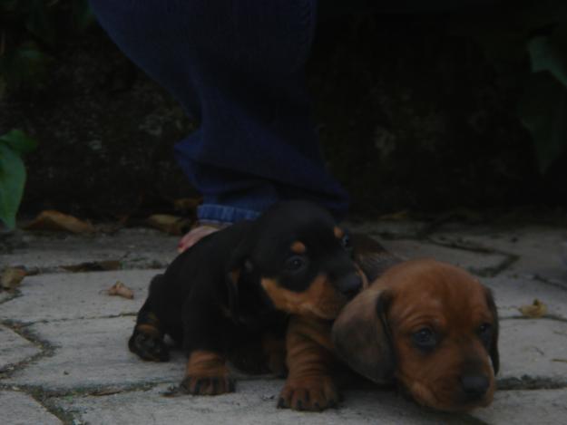 teckel cachorros