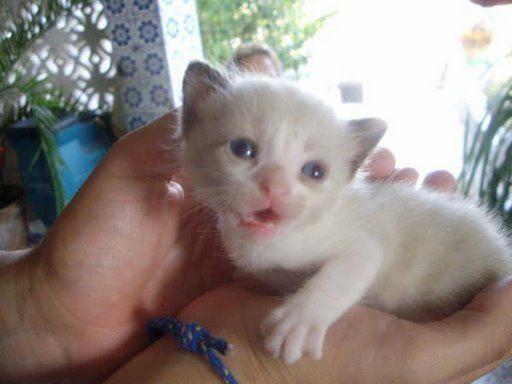 2 camadas de gatitos necesitan tu ayuda