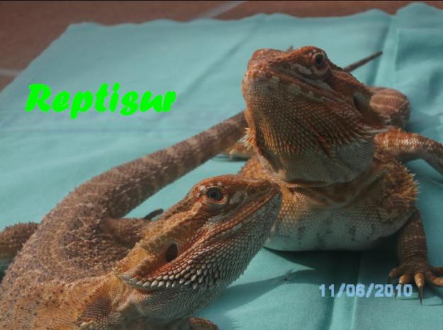 ALIMENTO VIVO/REPTILES/TERRARIOS A MEDIDA