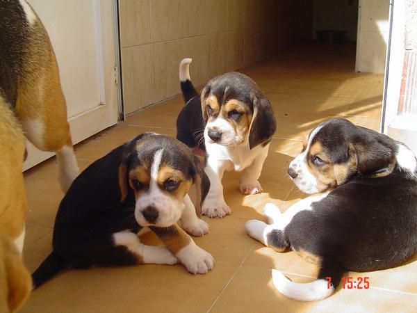 Beagle,cachorros De Calidad