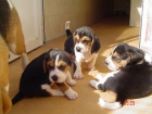 Beagle,cachorros De Calidad - mejor precio | unprecio.es